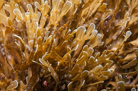 Algotherm, professzionális, kozmetikum, szakértelem, tengeri alga, természetes, hatóanyag, barna alga