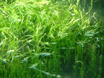 Algotherm, professzionális, kozmetikum, szakértelem, tengeri alga, természetes, hatóanyag, zöld alga