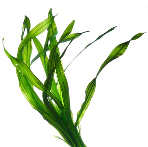 Algotherm, professzionális, kozmetikum, szakértelem, tengeri alga, természetes, hatóanyag