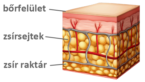 zsírszövet, narancsbőr ellen, Algotherm, professzionális, kozmetikum, cellulit, természetes